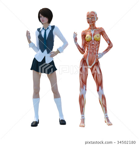 女性解剖肌肉3DCG例證材料 34502180