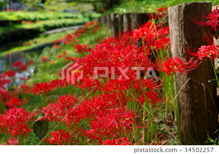 Cluster amaryllis g Cluster amaryllis g 34502257