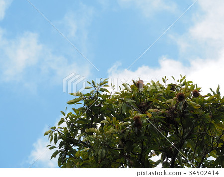 Chestnut tree and autumn sky Chestnut tree and autumn sky 34502414