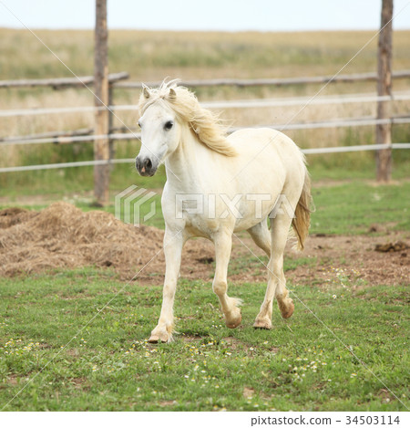 White pony on pasturage White pony on pasturage 34503114