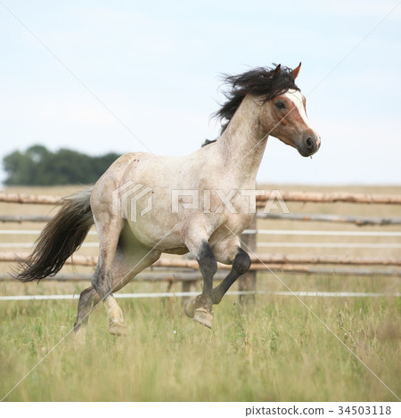 Welsh pony running on pasturage Welsh pony running on pasturage 34503118