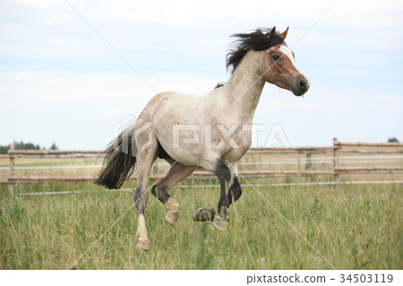 Welsh pony running on pasturage Welsh pony running on pasturage 34503119