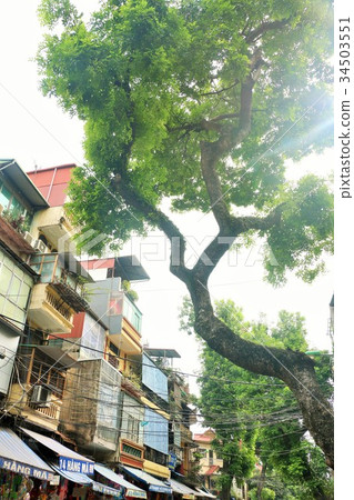 Hanoi Hanoi old town cityscape and trees Hanoi Hanoi old town cityscape and trees 34503551