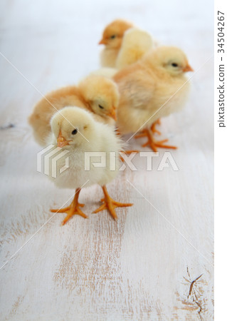 Fluffy little yellow chickens   34504267