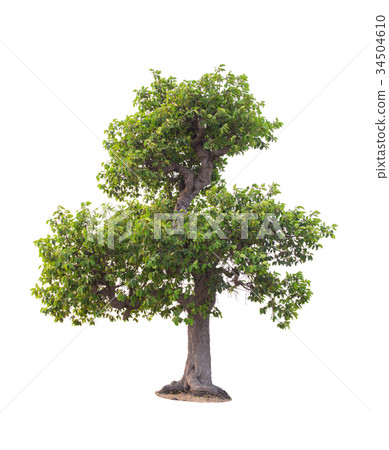 tree in summer isolate on white background 34504610