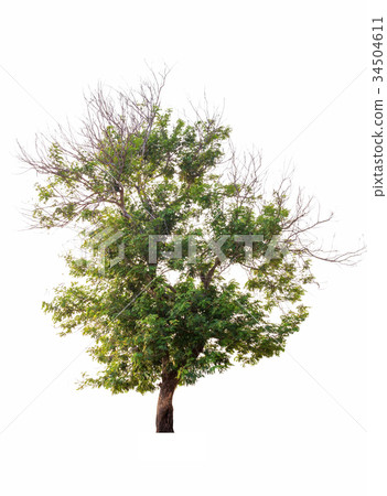 tree in summer isolate on white background 34504611