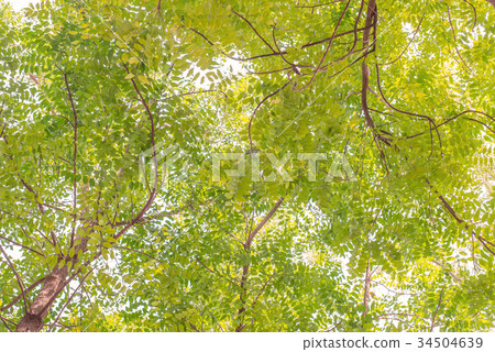 Autumn tree in the forest seen from ground up 34504639