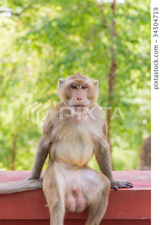 Portrait of crab-eating macaque in national park 34504719