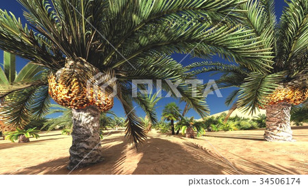 Verdant tropical plants on wasteland in the Verdant tropical plants on wasteland in the 34506174