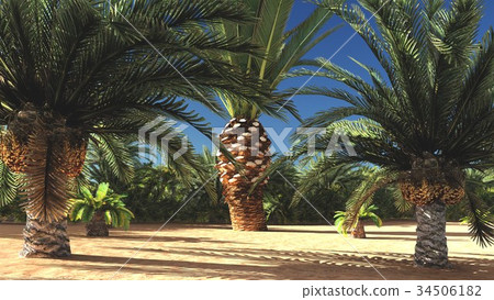 Abundant tropical plants on wilderness in the Abundant tropical plants on wilderness in the 34506182