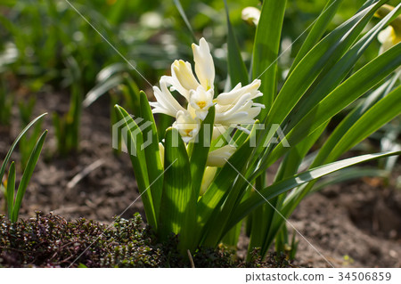 White hyacinth. White hyacinth. 34506859