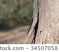 Bark 34507058