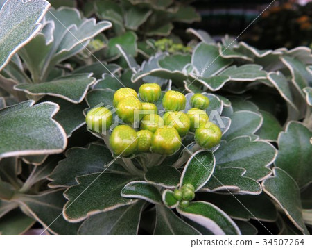 菊花pacificum 34507264