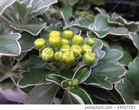 菊花pacificum 菊花pacificum 34507265