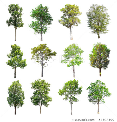 Set of isolated trees on white background. 34508399