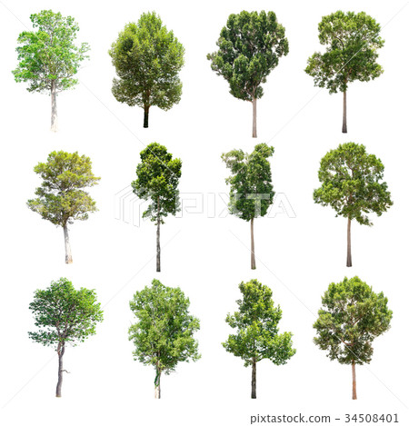 Set of isolated trees on white background. 34508401