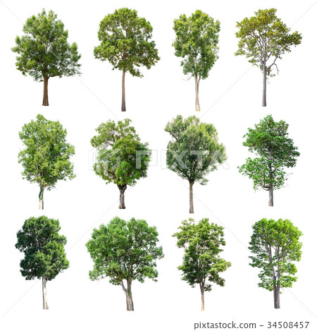 Set of isolated trees on white background. 34508457
