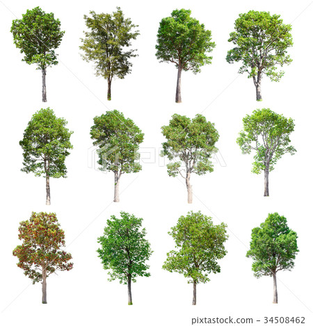 Set of isolated trees on white background. 34508462