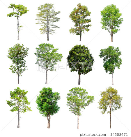 Set of isolated trees on white background. 34508471