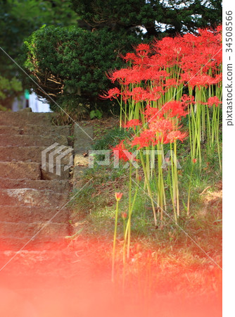 群集孤挺花 34508566