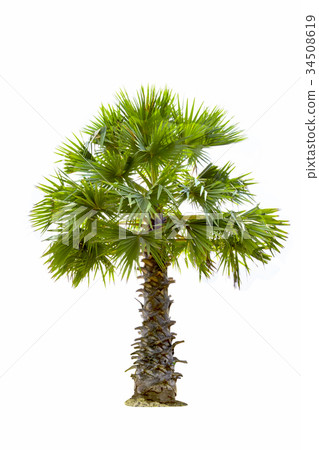 Copernicia hospita palm isolated on white Copernicia hospita palm isolated on white 34508619