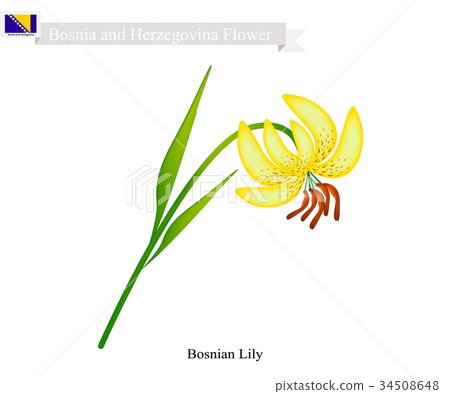 Bosnian Lily, The National Flower of Bosnia - Stock Illustration ...