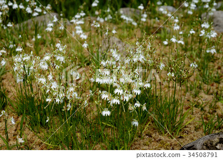 蘭科 蘭科 34508791