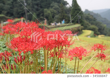 群集孤挺花 群集孤挺花 34508847