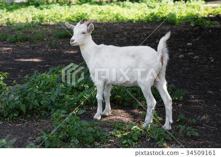 White goat outdoors White goat outdoors 34509161