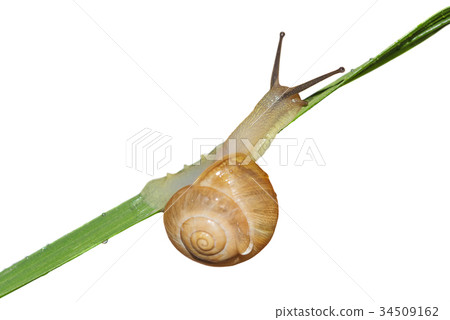 Snail on blade of grass on white background Snail on blade of grass on white background 34509162