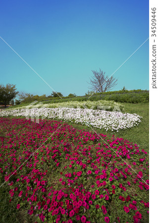 Red Impatiens Flowerbed Blue Sky Back Red Impatiens Flowerbed Blue Sky Back 34509446