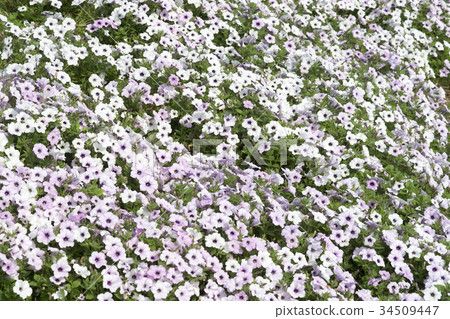 Light purple impatiens flowerbed Light purple impatiens flowerbed 34509447