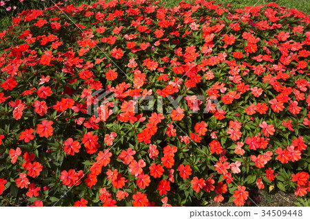 Red impatiens flower bed Red impatiens flower bed 34509448