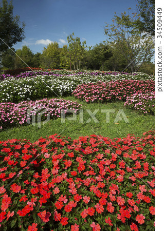 紅色Impatiens花圃藍天后面 34509449