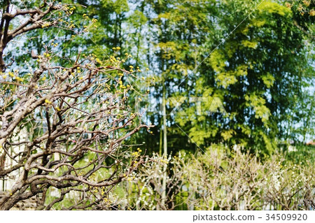 山茱萸 山茱萸 34509920