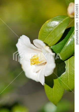 白色山茶花 34510055