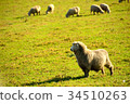 sheep  34510263