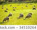 Sheep ② 34510264