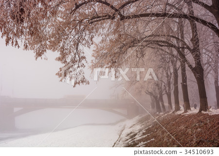 linden alley on winter foggy morning 34510693