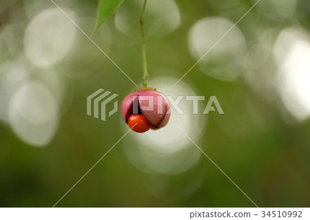 Tsuribana Tsuribana 34510992
