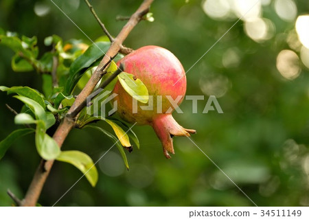 pomegranate  34511149