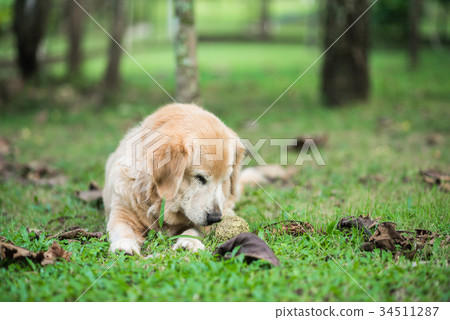 golden retriever lying on the grass 34511287