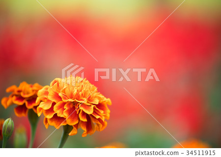 在紅色bokeh背景的萬壽菊 在紅色bokeh背景的萬壽菊 34511915