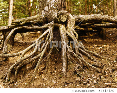 roots 34512120