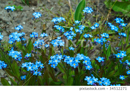 Tulip, flower, spring, garden, bloom, botany Tulip, flower, spring, garden, bloom, botany 34512271