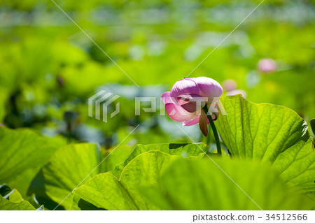 Lotus flower 34512566