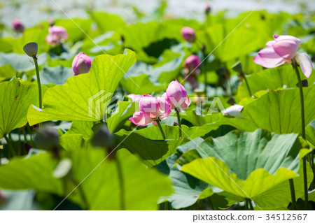Lotus flowers on the lake 34512567