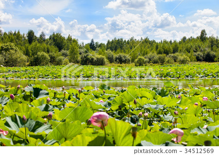 Many lotus flowers on the lake on a sunny day 34512569