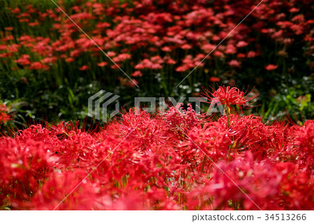 Higanohana full bloom 34513266