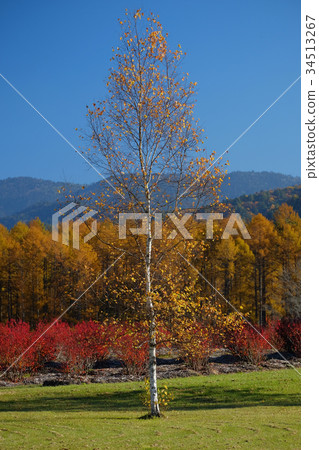 Late autumn 34513267